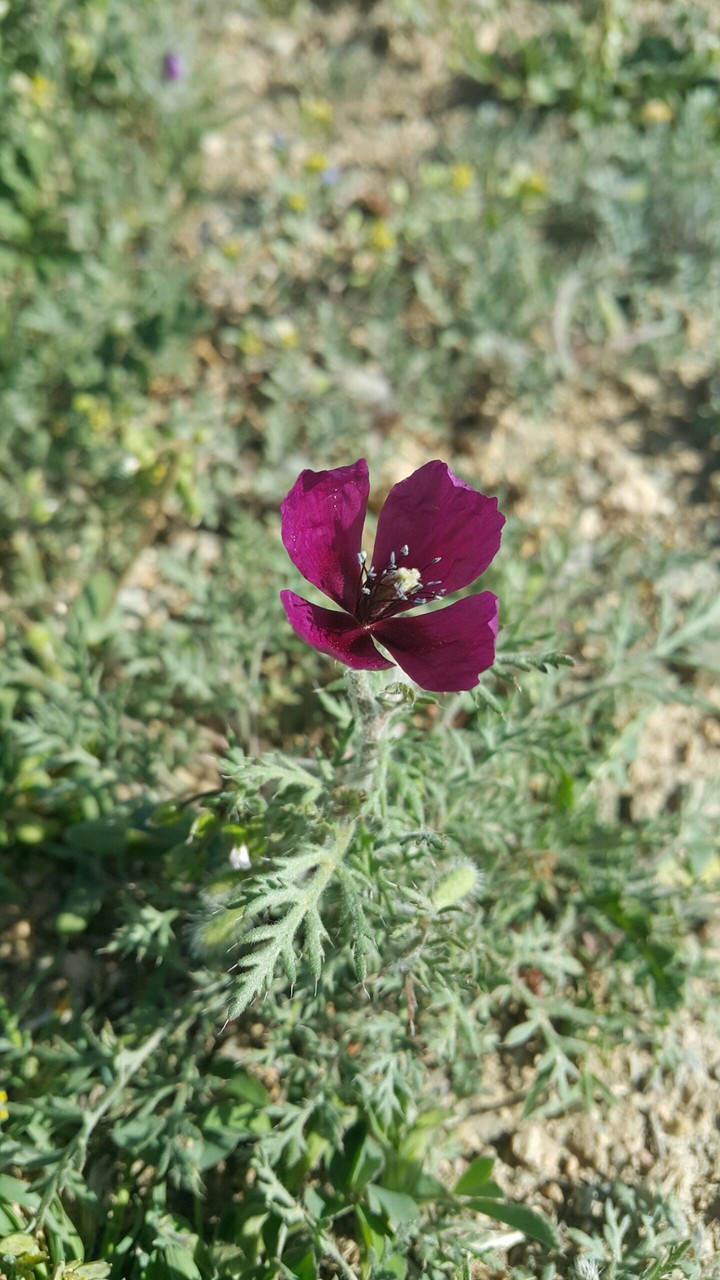 flower
