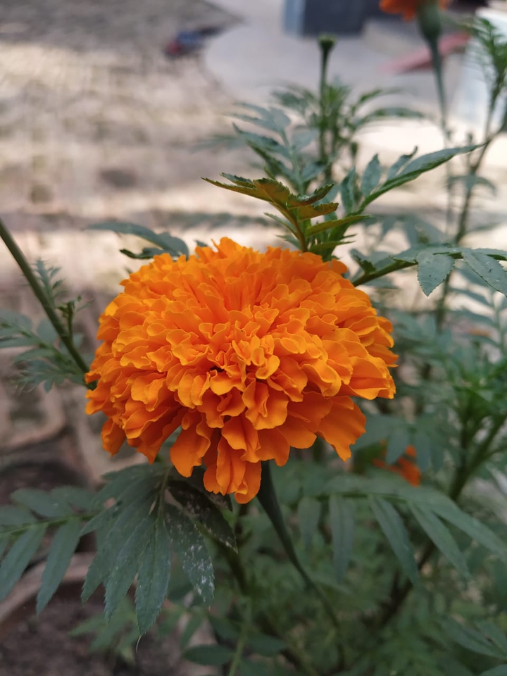 flower