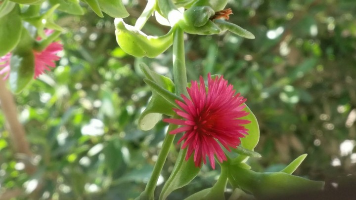 red flowers