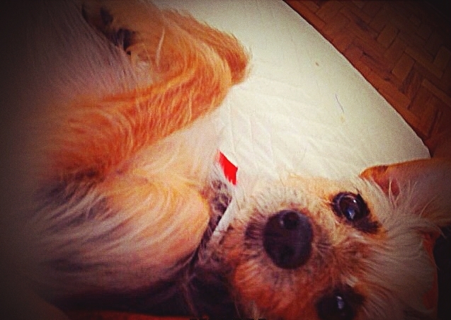 dog