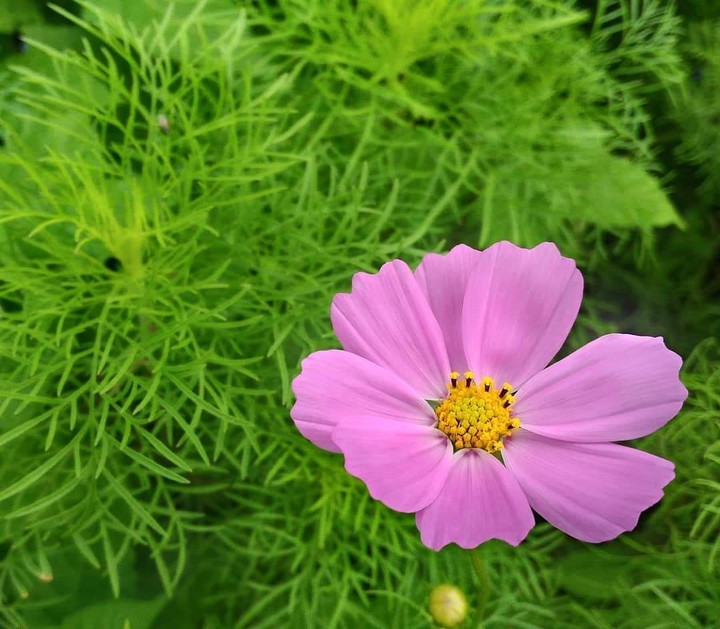 Lone flower