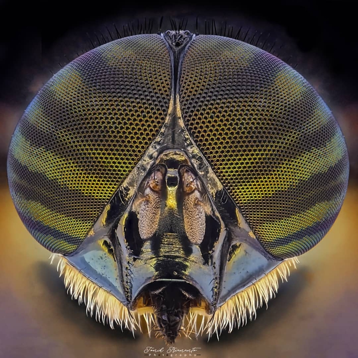 macro