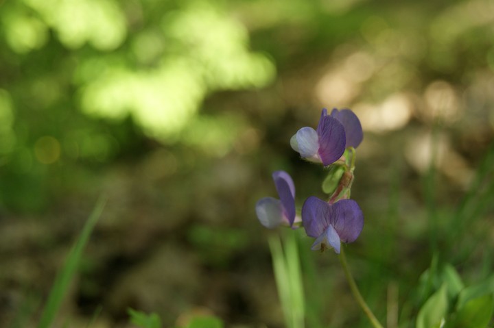 Atatürk arboretumu
