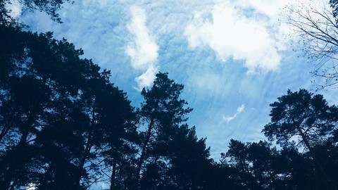 Trees are poems from sky