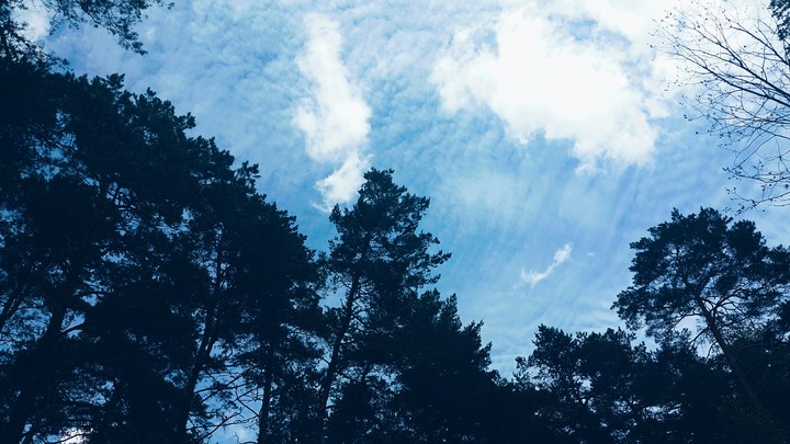 Trees are poems from sky