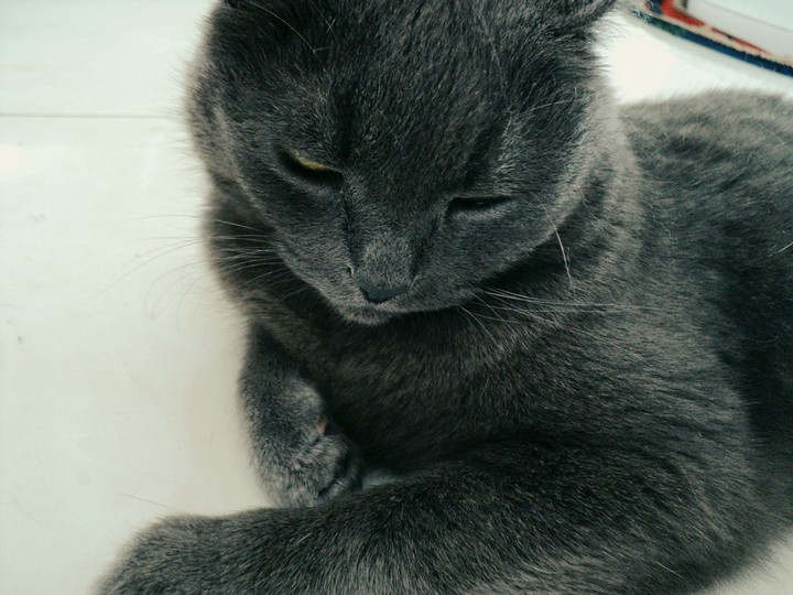 кот