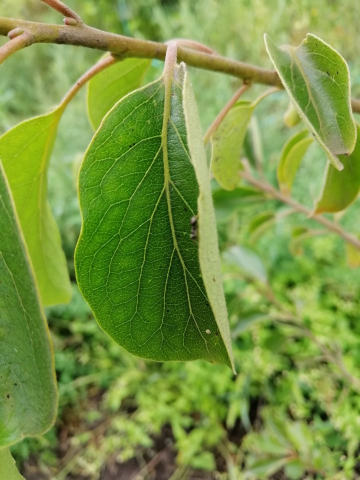 ?