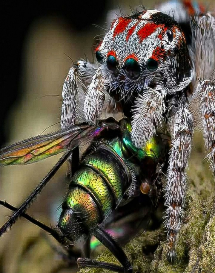 SAID THE SPIDER TO THE FLY