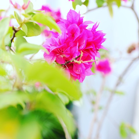 paper flower