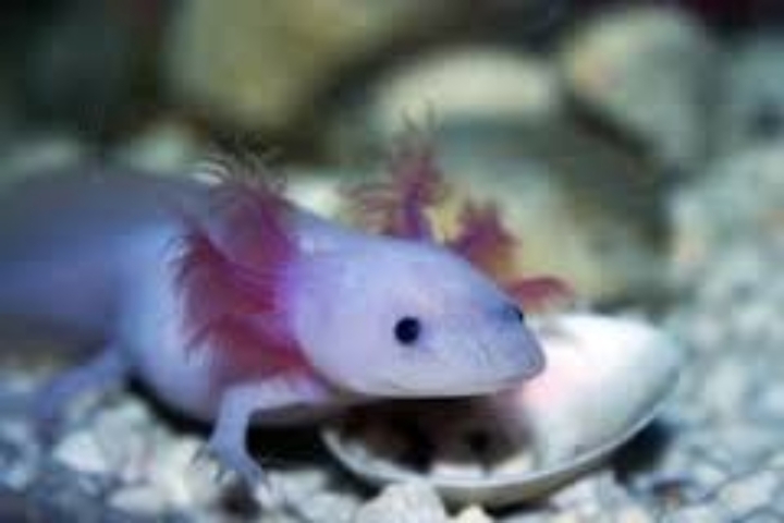 little Axolotl