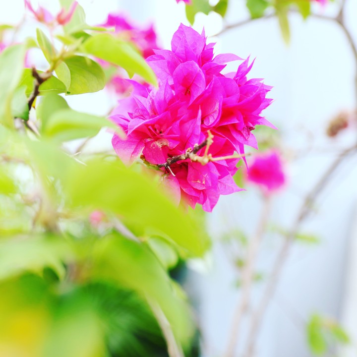 paper flower