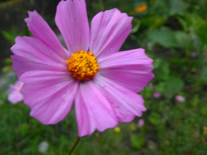 Pink Flower