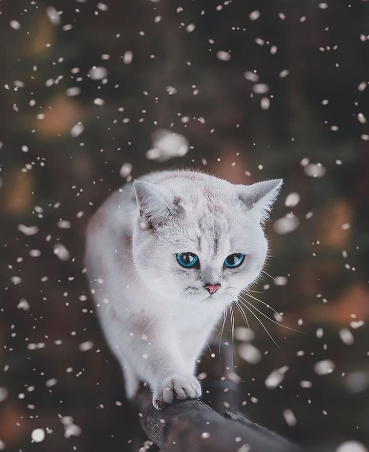 #cat
