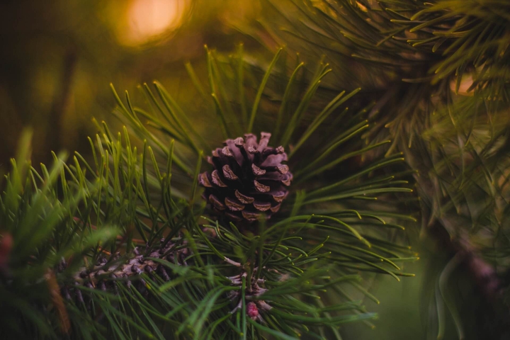 Christmas tree