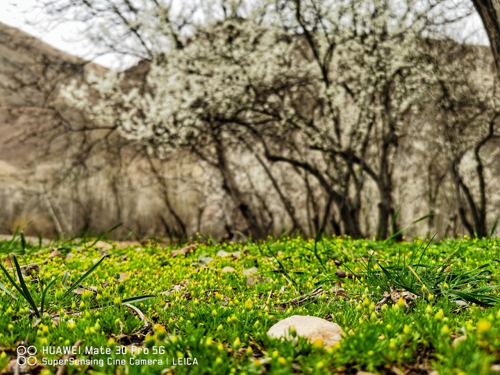 spring