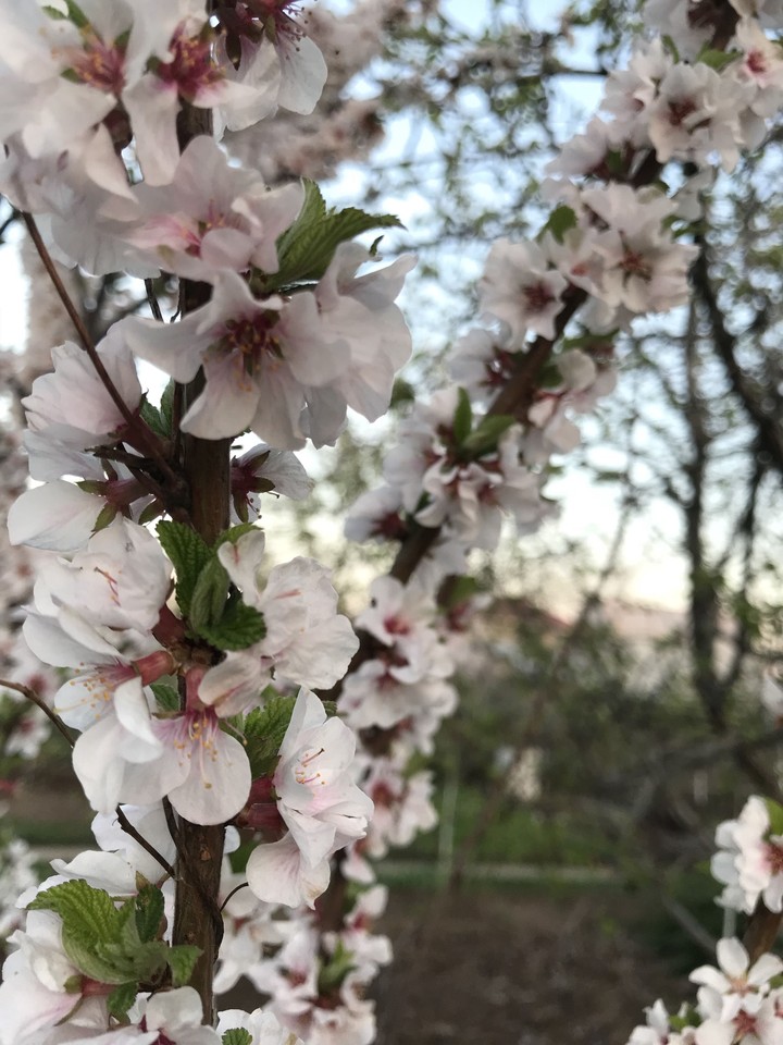 blossom