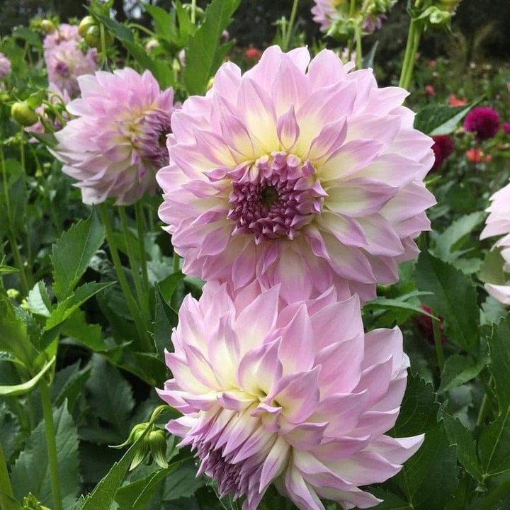 Dahlia