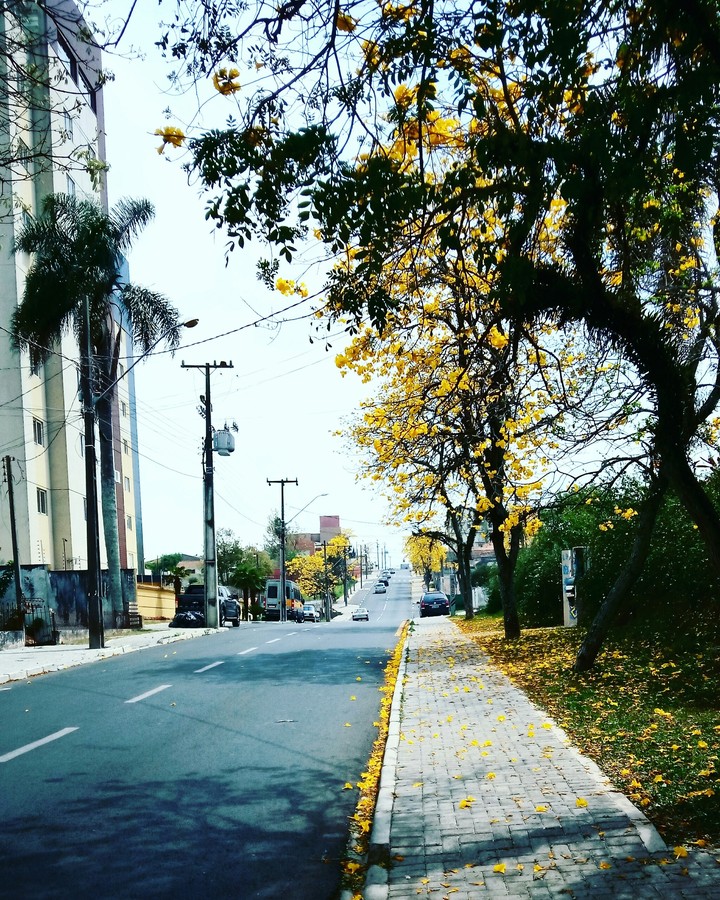 Araucária