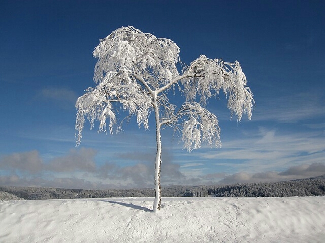 Snowy