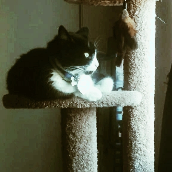 Tuxedo Cat Resting