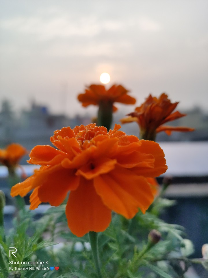 Sun Rise.... With Marigold.. Click : BY ME..