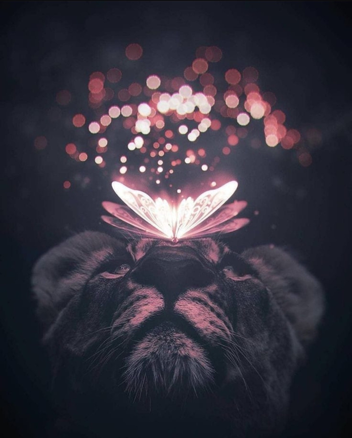 ¤••¤••¤