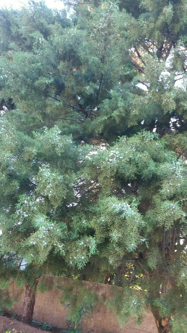 a tree that does not even have to be adorned
