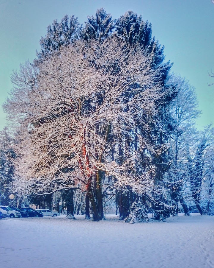 arbre enneigé