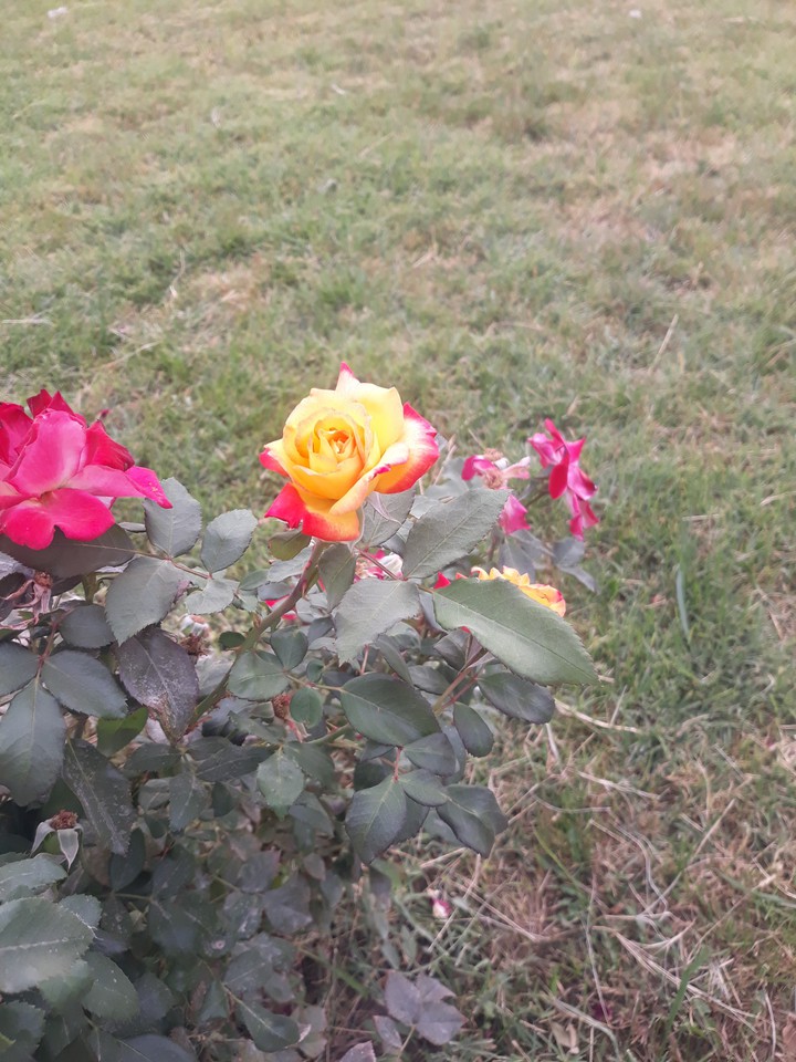 beautiful rose