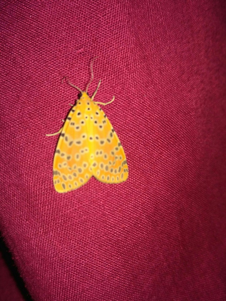 morning guest