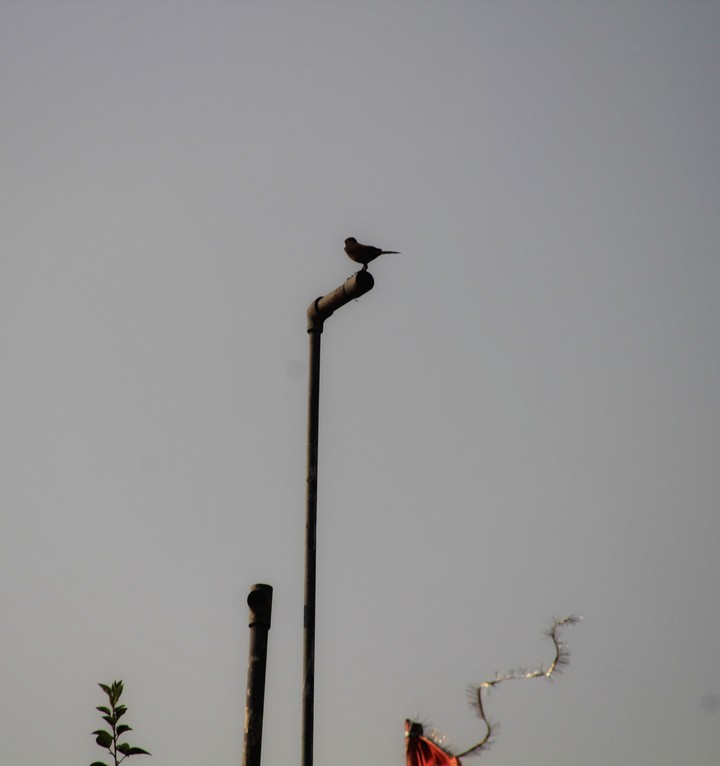 Bird