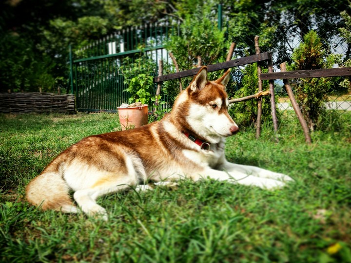 Husky in the grass