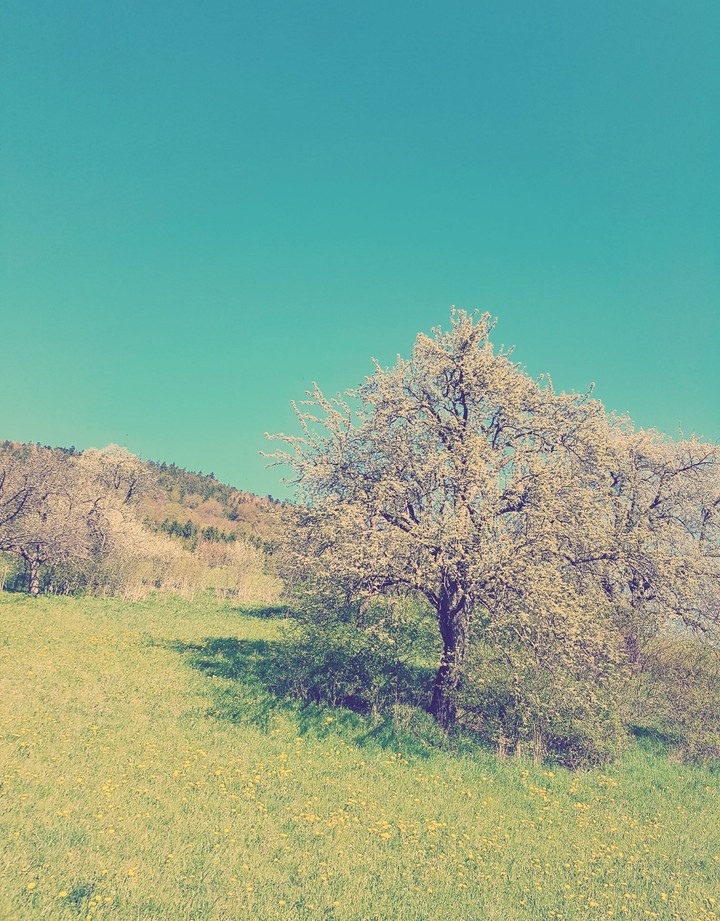 Spring