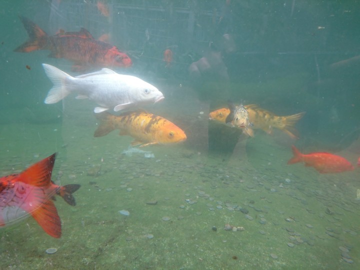 fish