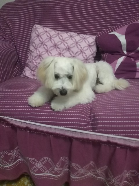 velita