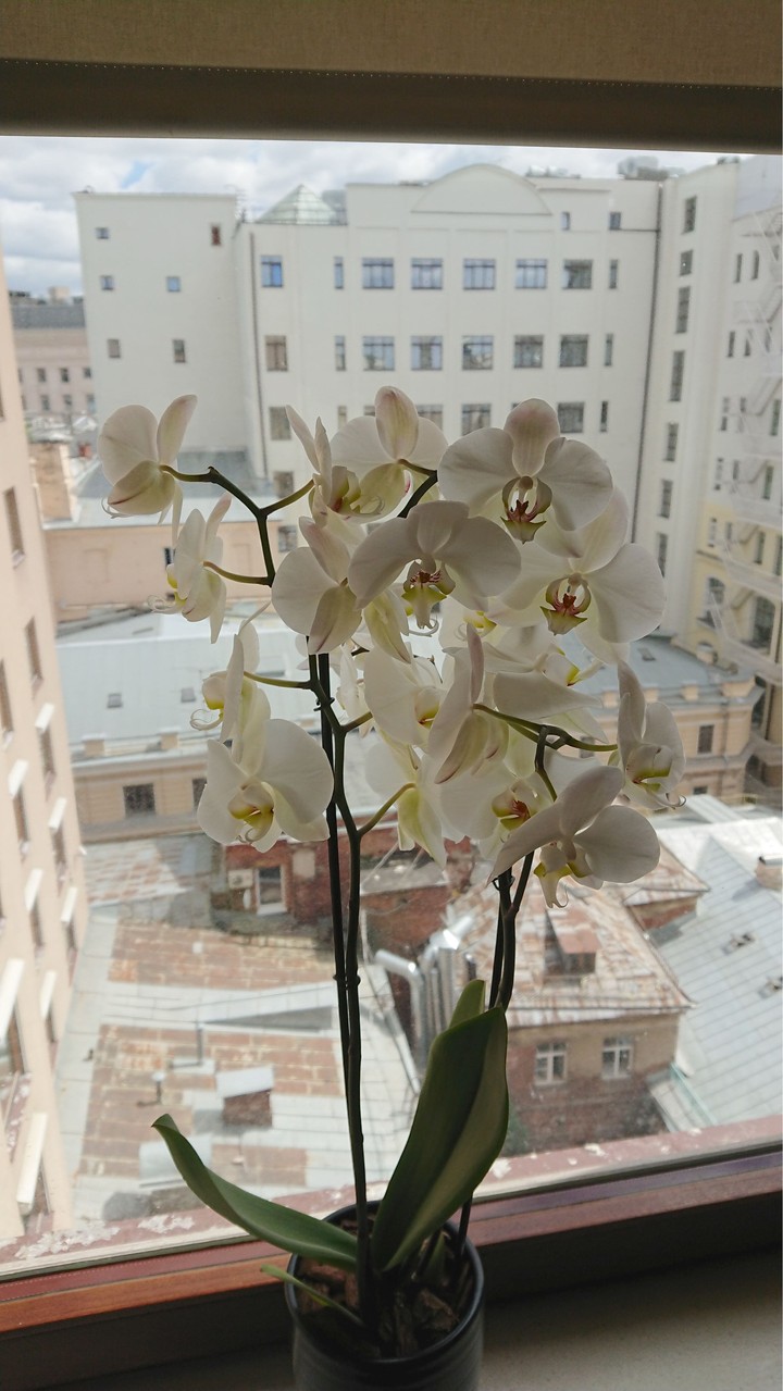 Orchid on the windowsill