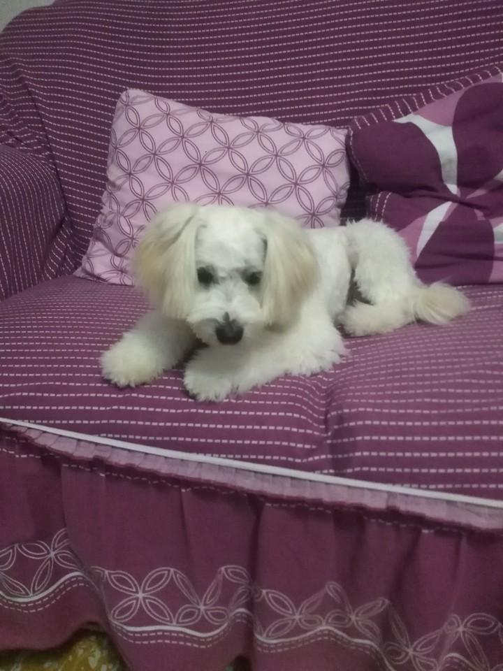velita