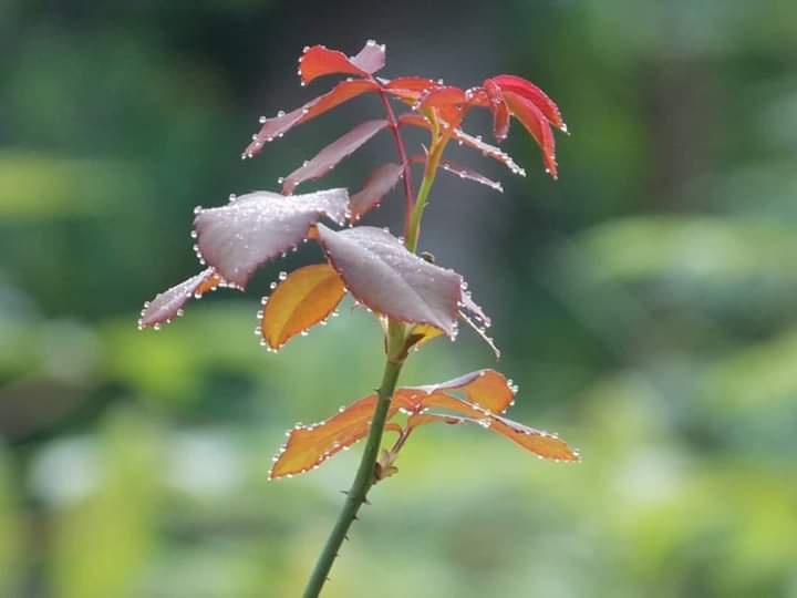 Leaf