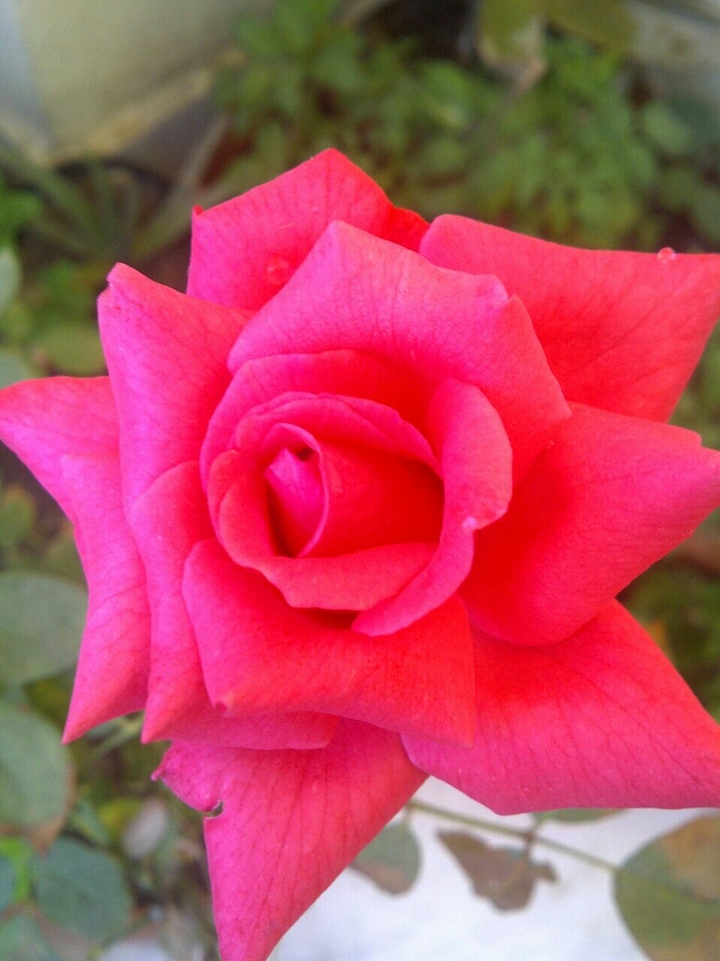 red pinky flowers