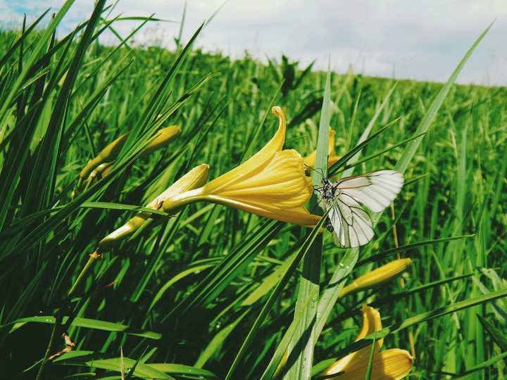 flowers