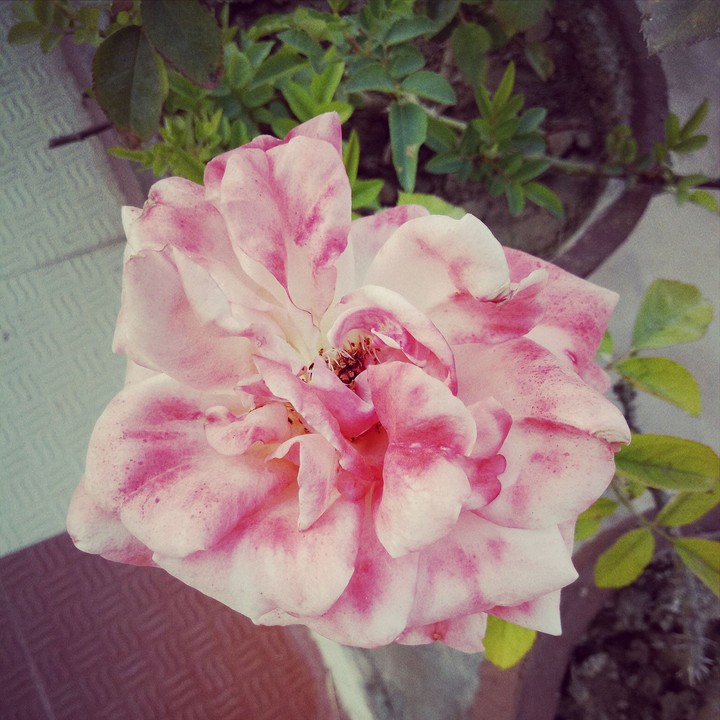 pinkrose