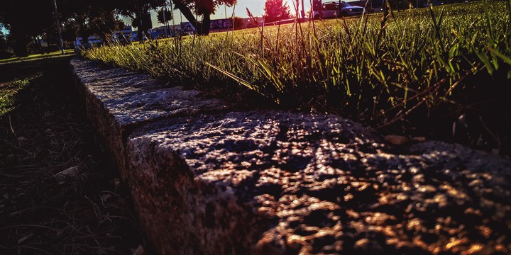 Grass