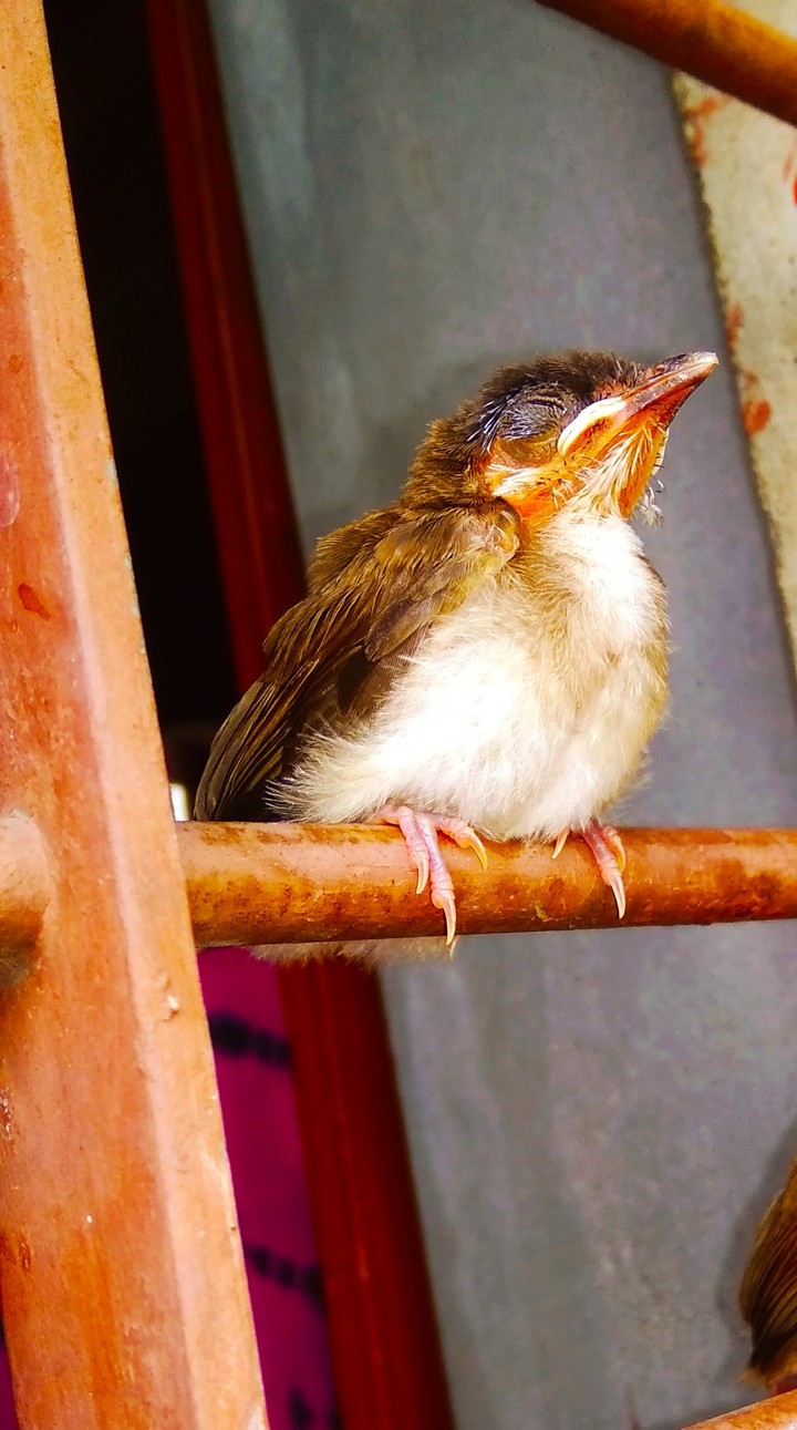 cute bird of my Garden