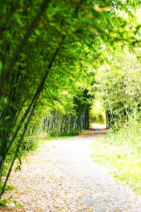 fondos de pantalla trail, woodland