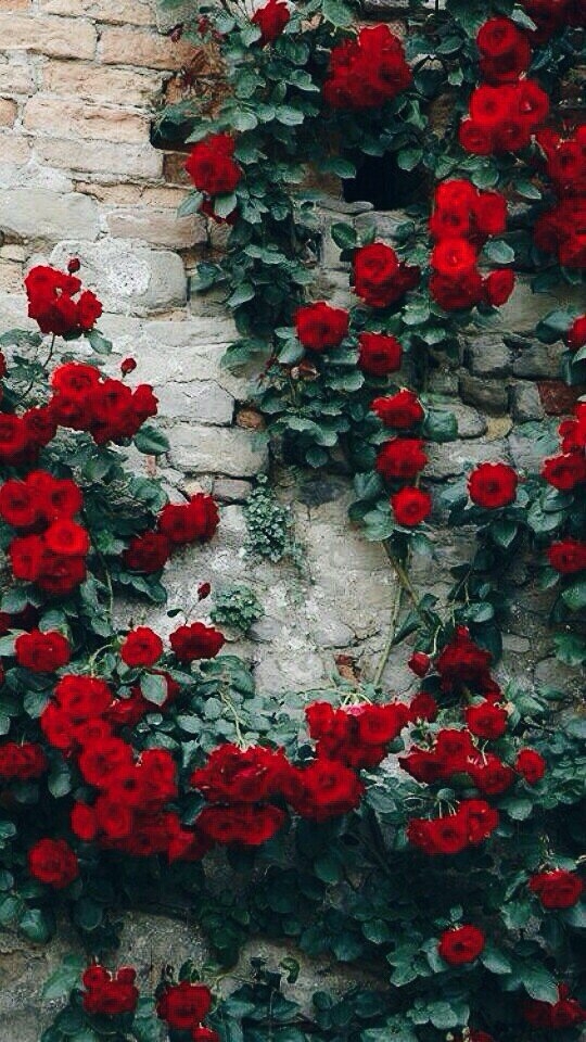 rose
