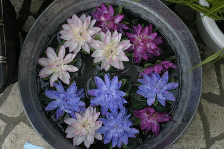 Plant