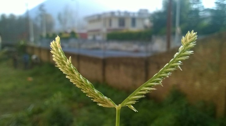 nature grass