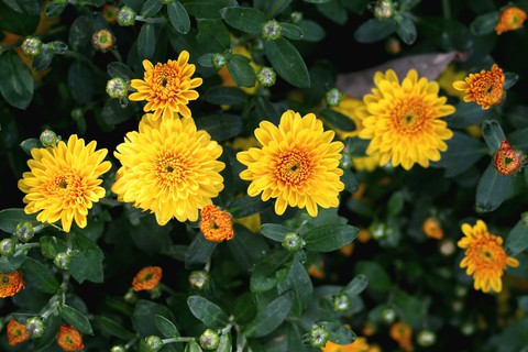 Pollen, chrysanthemums Hintergrundbilder