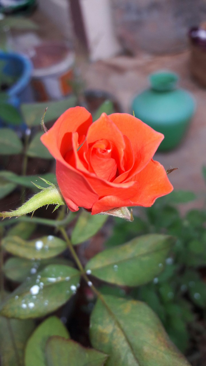 flower Rose