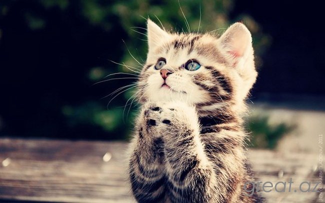 @nice@cat@happy